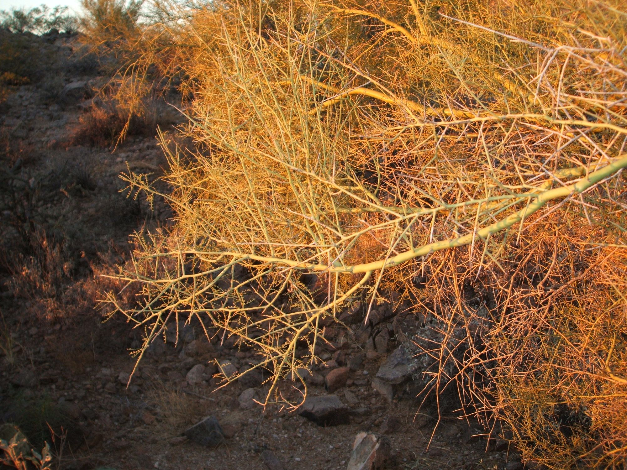 twiggy branches lit by red-orange sunlight in front of a darker desert background