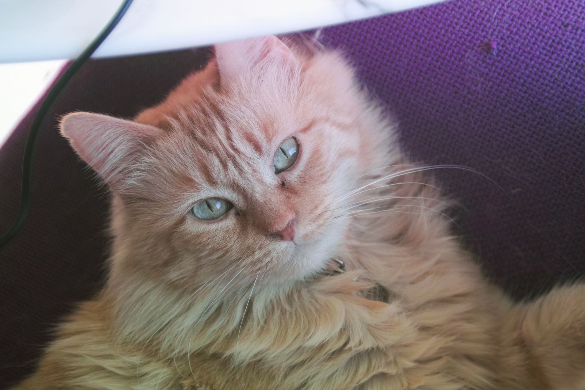 lovely portrait of an orange kitty in a purple chair, but the bottom half of the cat is green