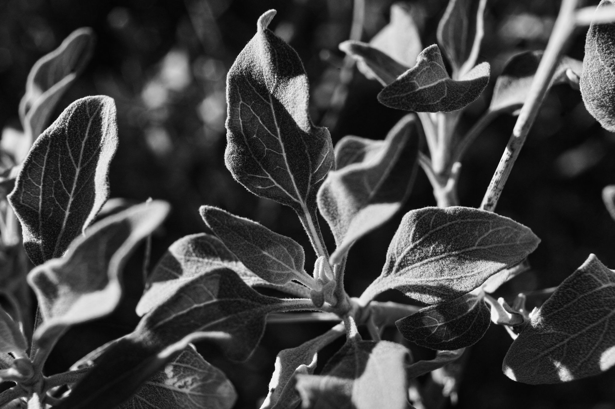 boring composition but beautiful light and shadows on fuzzy leaves with bright white veins