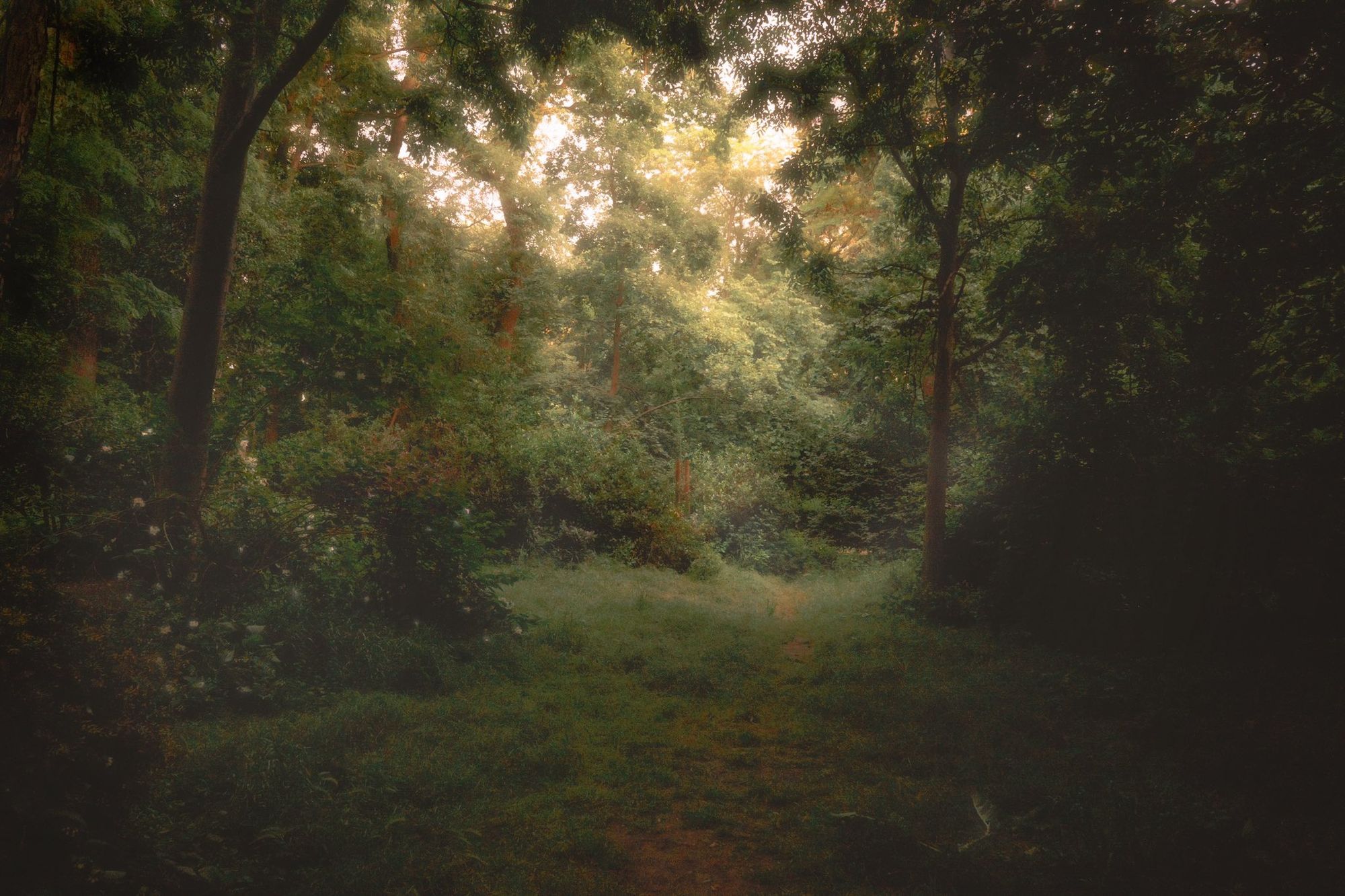 soft and glowing forest scene, taken from deep shadows, with an opening in the tree cover and golden light