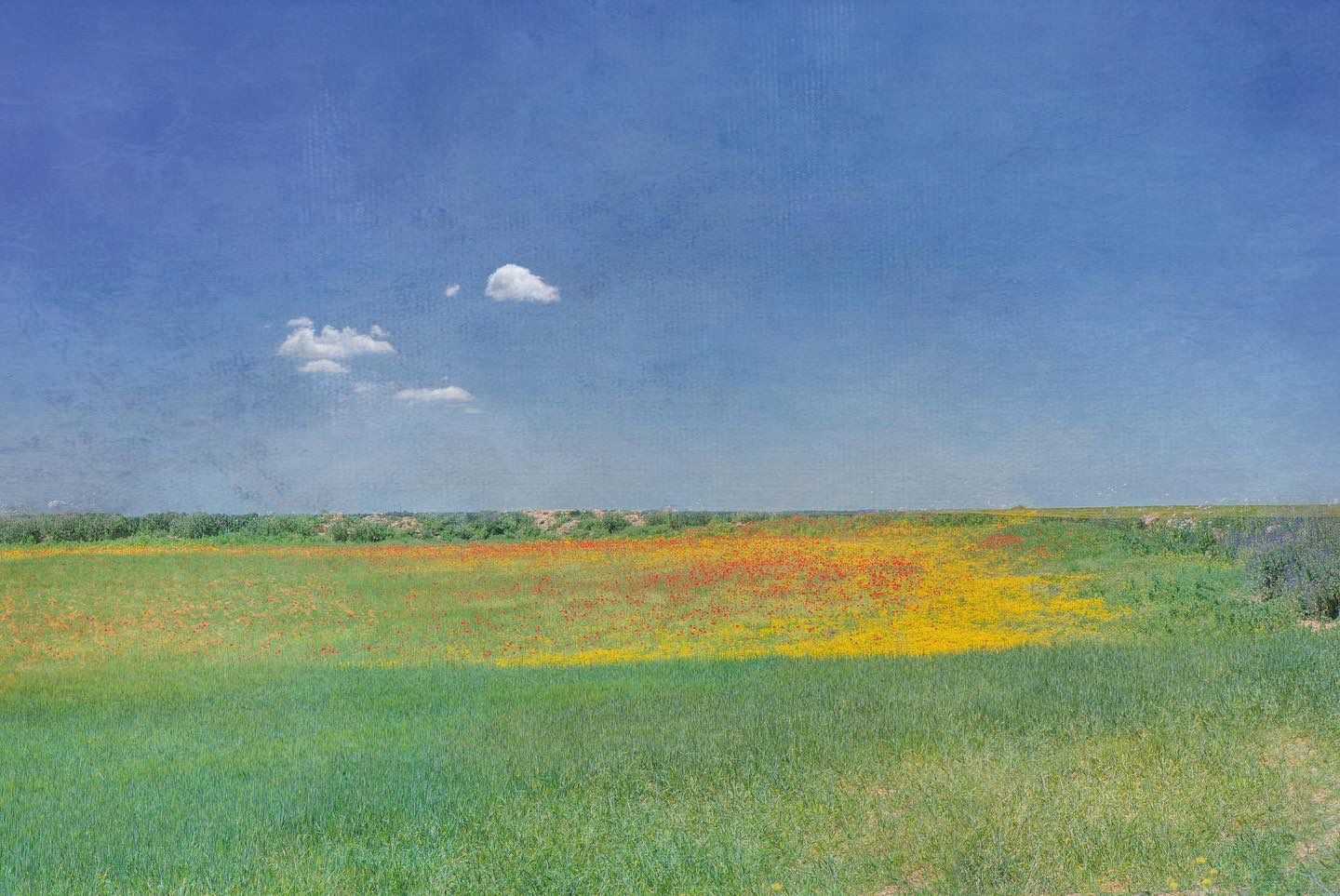 photograph of a green field with yellow and orange flowers under a blue sky, but it is so soft and flat, and slightly textured, it looks fake